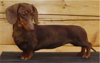 a well breed Dachshund dog